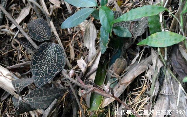  小看|千万别小看农村的植物，遇见一棵，你就发大财了