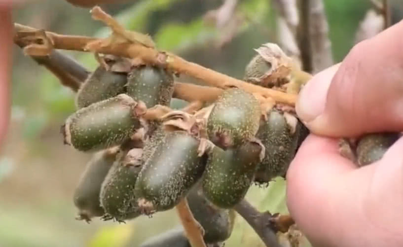农村这野果在以前掉在地上无人去捡，城里人却当成宝，但就太贵了