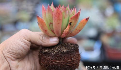 养护■多肉一个样,3个“长时间”在搞鬼,赶紧换个方法养,才能变胖