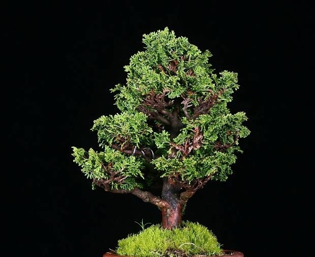 香港盆景展会作品欣赏,审美是人的天性,体验极简盆景带来的美