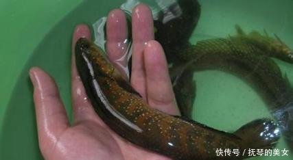 『环境变』这种鱼在广西从新出现,是环境变好的原因吗你有没有钓到过!