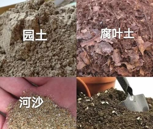 『积水』养花专家常说的给花浇水要浇透,但不能积水,是什么意思呢?