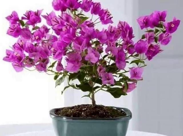  #以进行扦插#9种花，最适合“下雨天”扦插，顶端掐个“叶”，埋土里7天就发芽