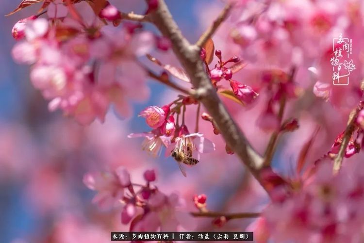 『出场』最美多肉季:种下好时光,谁的等待恰逢花开!