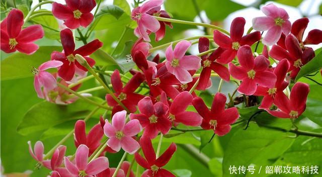 「适合」3种花很好养,开花量大味道浓郁,适合新手养护,不用操心花期长