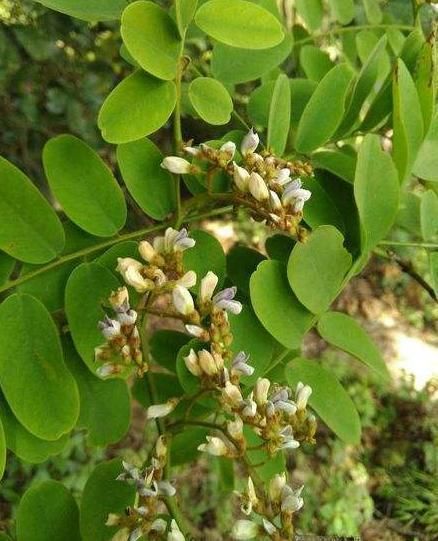  『暗香』一种堪比“紫檀”的树木，木质密集、有暗香，却被农民当柴烧