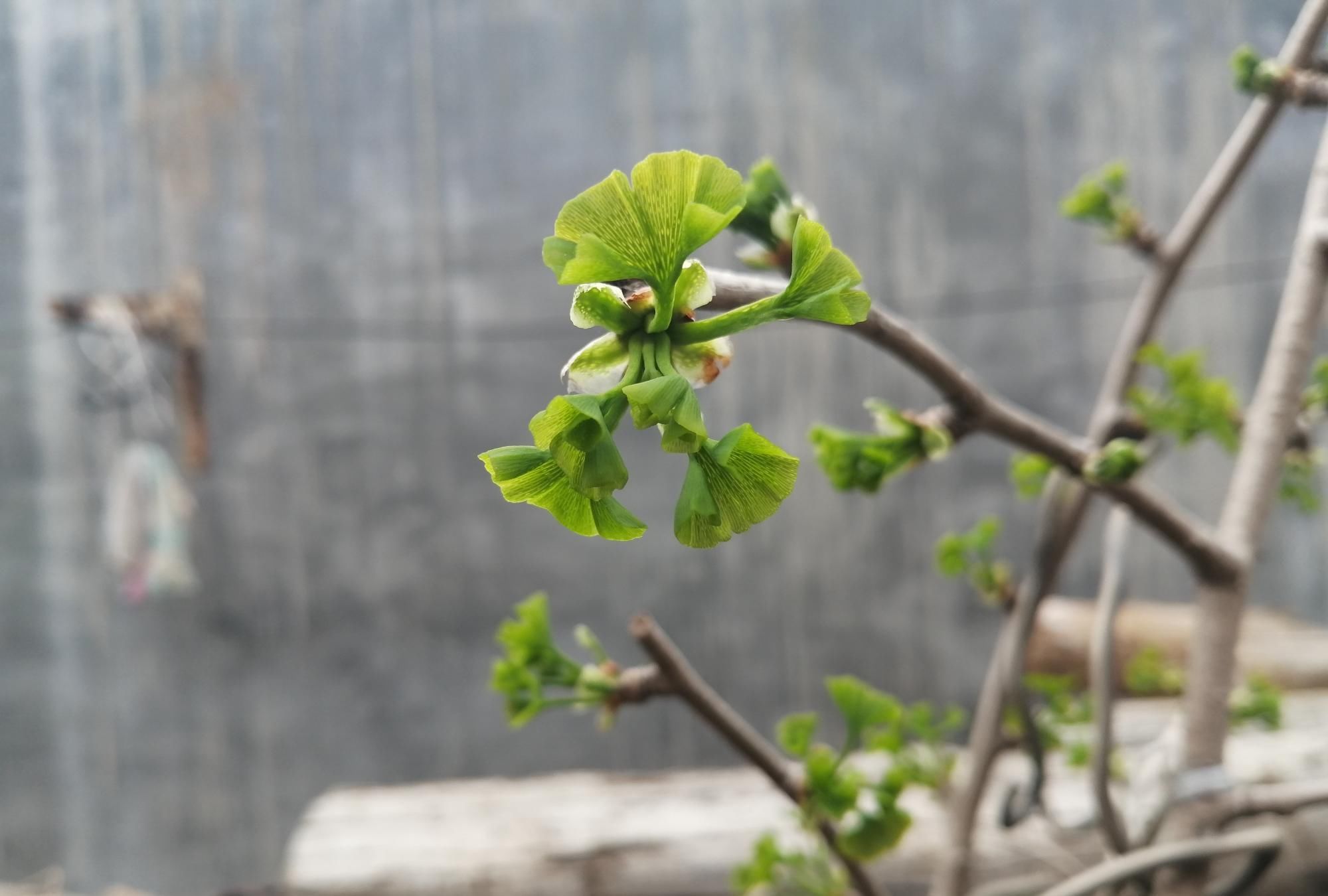  「漂亮」5种寿命最长的木本植物，长势强易管理，开花漂亮，可当传家之宝