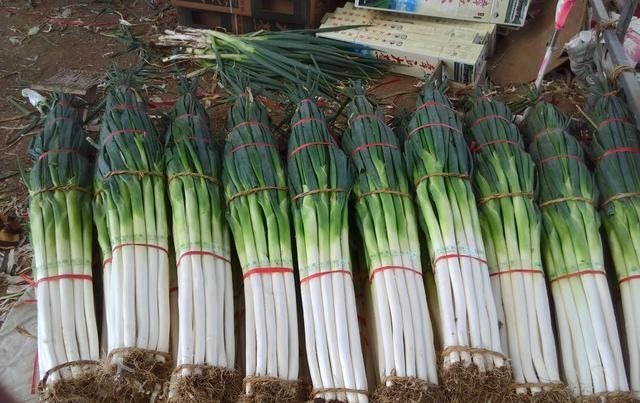  「丰收」白菜价格现低谷，两毛一斤没人要。农民丰产不丰收，该