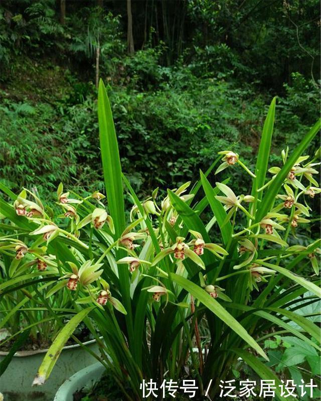 花开满|“兰花”叶子枯萎不开花?懂得这3招,花开满盆味道香