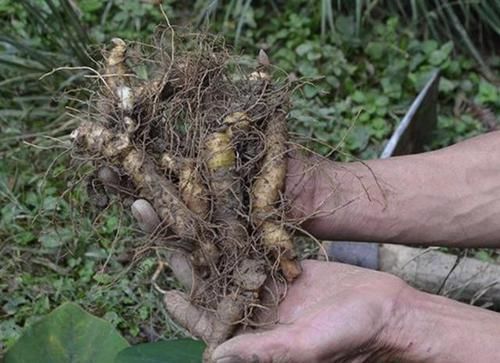  「值钱」潮湿的大山里，有1种“玉竹”，根茎比车前草值钱，见到请保护