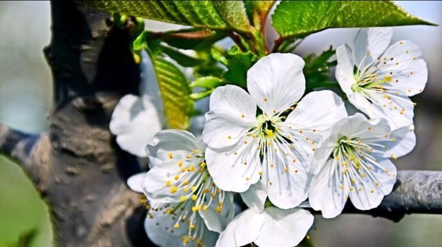 这里的樱花开放时，浓了春天，醉了游人！