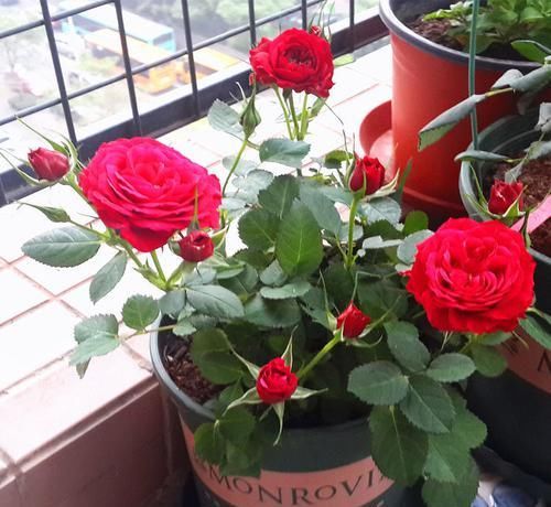  #暗淡#这些花卉媲美月季，繁花似锦，花开似精灵起舞，丢在阳台幽香暗淡