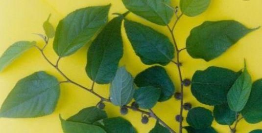 #甲醛#这种“植物”是“吸甲醛之王”,果子还能治病,栽一盆好处多多!