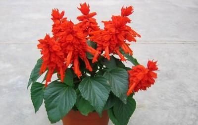  『控制』控制花期的常用技术有哪些？