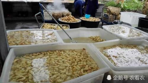  仙人|山里一种野味，人称“仙人脚”，九蒸九晒才能吃，如今野生