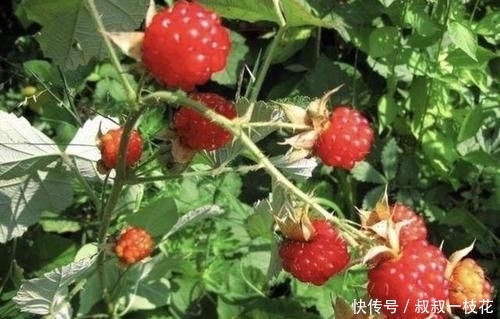 草莓■山沟下有1种“野果”,小时候叫它“野草莓”,果子为红色,珍贵