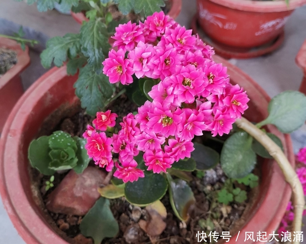  『记得』5月养长寿花，记得做好4件事，多长新枝，花期多开花