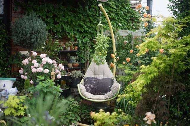  [花苗]在农村遇到此花苗，建议多挖几株带回家！当年就开花，满屋都飘香