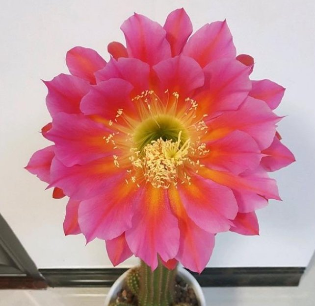  『喜欢』最喜欢夏天的3种花，不怕黄叶蔫吧，开花不断，美爆整个阳台！