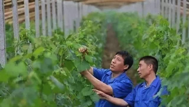  务工收入|未来5年农民增加收入的主要方法是什么？