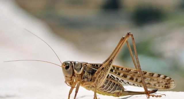  智慧|我国农民的智慧:治理蝗虫，养鸡和鸭子的网民:蝗虫军庆州鸡