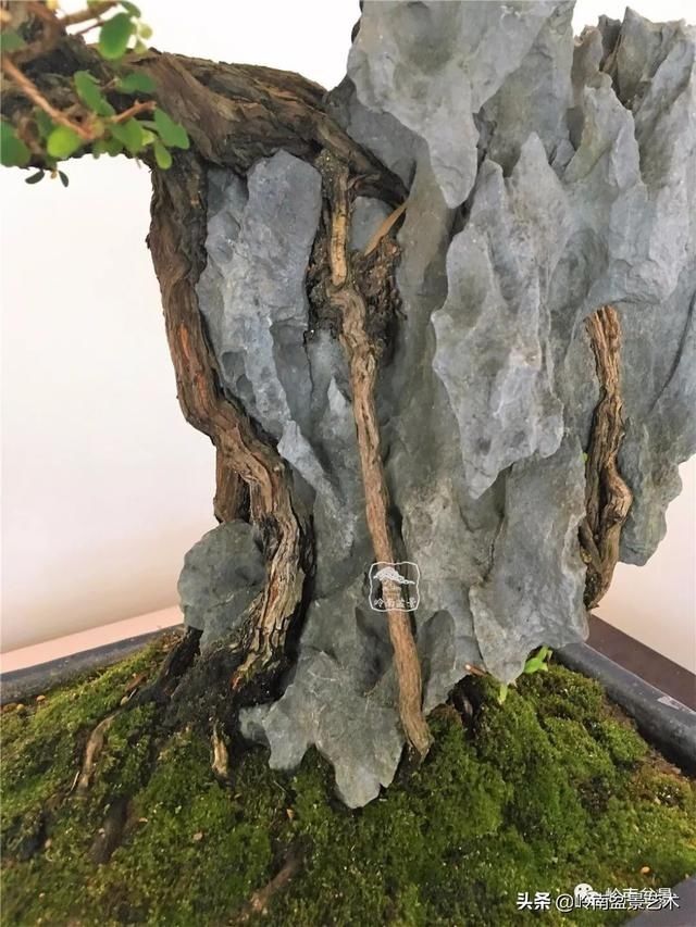 『作品』岭南珍品——山格木盆景