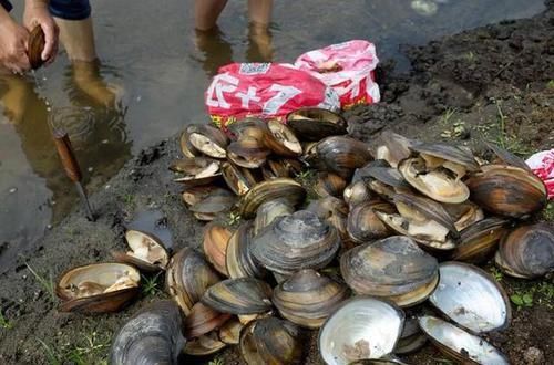  [难求]20斤才出1斤肉，抽干水塘一捡几百斤，以前没人吃，现在一斤难求