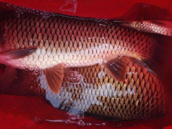  【钓鱼】水库野钓意外碰上了大鲤鱼闹窝，野生的大鲤鱼就是漂亮啊！