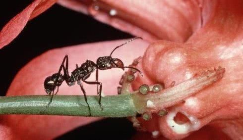  『植物』为什么有人把花朵形容为植物的“面容”它们有什么不一样的呢？