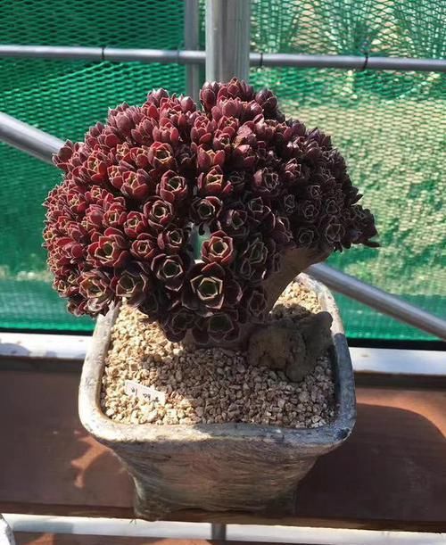  片花瓣■不明白什么是“缀化”？一招让你变成多肉老司机！