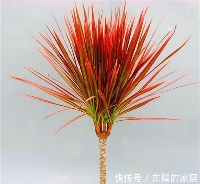 木对于|花卉中的大明星千年木,叶片七彩绚烂颜值高,只要4招,枝壮叶美