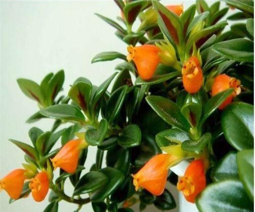  「适合」此6种花，适合“悬挂”在客厅，不占空间还好看，值得养