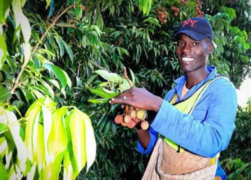 这水果本是非洲贵族才吃得起，中国人去种植后，却泛滥成灾
