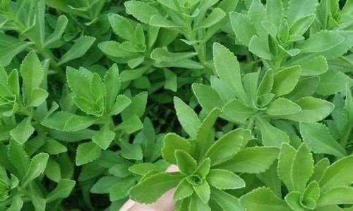 『隔天』天然的“补钙菜”找到了,隔天吃一次,补钙质,长个头,早食早好