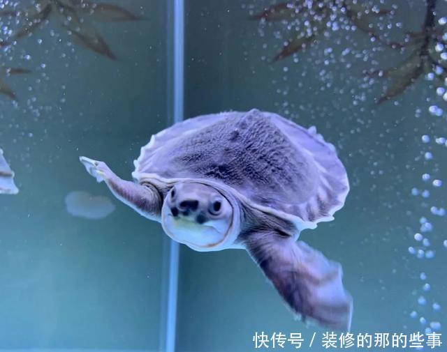  『摄影丨』鱼缸四大神兽之：有没有必要买猪鼻龟