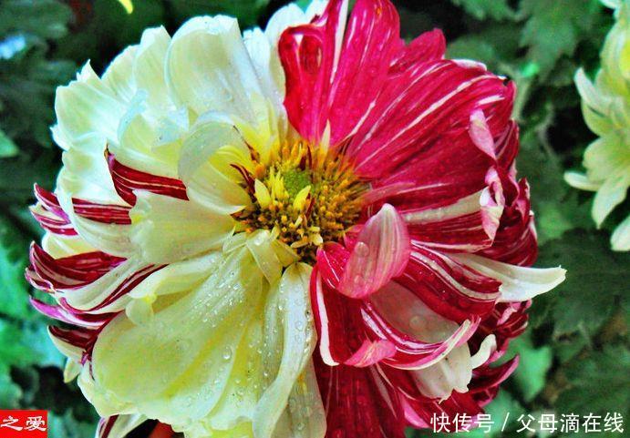 喜欢菊花,不如试试“菊中珍品”鸳鸯荷,似鸳鸯戏水,美丽大气