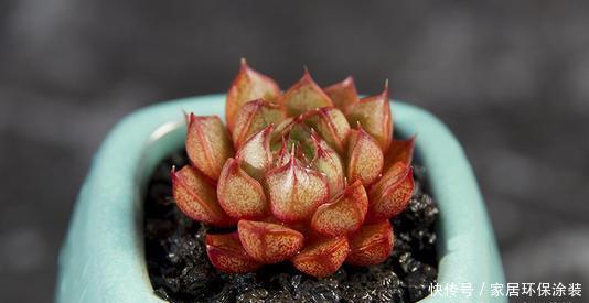 「适合」花卉种植技术:多肉猫眼石怎么养,适合新人养的多肉便宜好养活!
