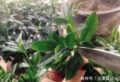 植株@栀子花什么时候修剪比较好