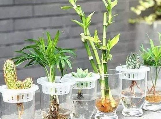 『根部』水培花草难不难?此3款只需掌握正确的技巧,新手也能培育成功