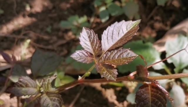 关节痛：农村山坡一种“五爪龙”，果实像野葡萄，挖根泡酒能治