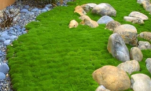 难养：苔藓很难养?选择这个品种,新手也能轻松养成绿地毯