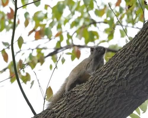去公园的去公园
