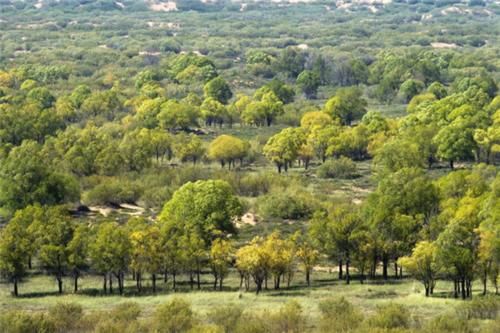  「沙漠变绿洲」全球首个“沙漠变绿洲”的地方，现已生机盎然，