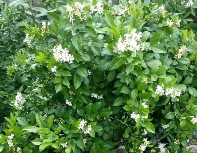 『养护』此花,开花时香气非常浓郁,要远离卧室,在阳台上放置即可。