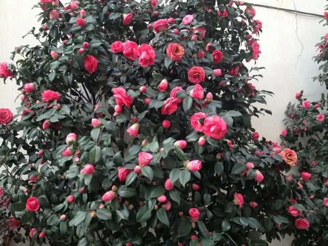 花芽分化|茶花盆栽留花苞技巧,舍得疏花苞,茶花开花比碗大