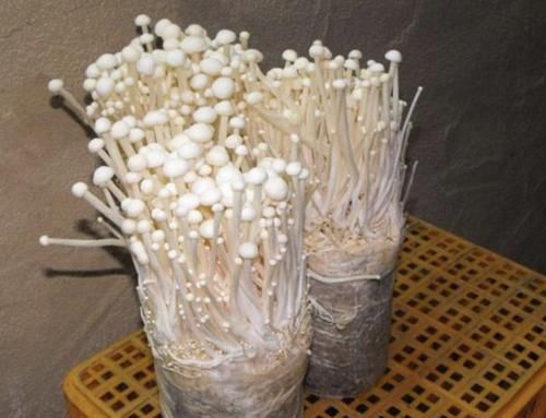 『根部』胡大姐盆栽“金针菇”，切掉根部放盆里，1毛钱不花，吃不完！