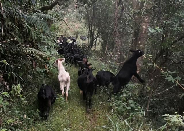  适合@农村养什么不用花钱买饲料？遍地荒草特别适合养羊