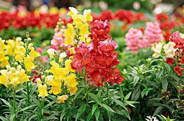  『艳丽』金鱼草是一种多年的草本植物，花朵艳丽，养护金鱼草要注意什么？