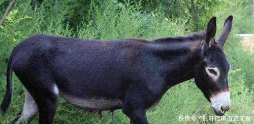 驴肉五千，驴皮三千，为什么农民宁愿打工也不养驴原因很简单