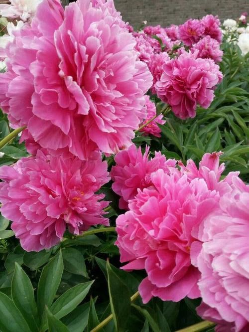  #解决#芍药常见4种病害，及其具体表现，解决病害小妙招，值得学学
